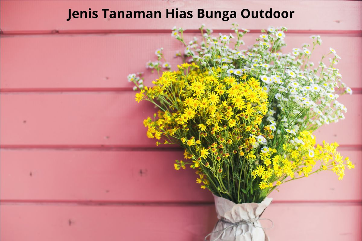 Jenis-jenis Tanaman Hias Bunga Outdoor, Bikin Halaman Rumah Lebih Hidup
