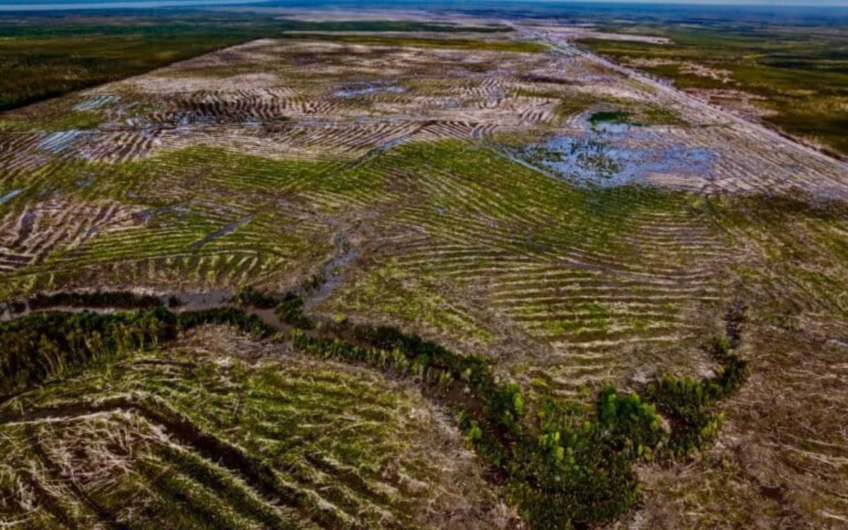 Perampasan Lahan Adat Papua Selatan: Jeritan Suku Yei dari Wilayah yang Kian Terbuka