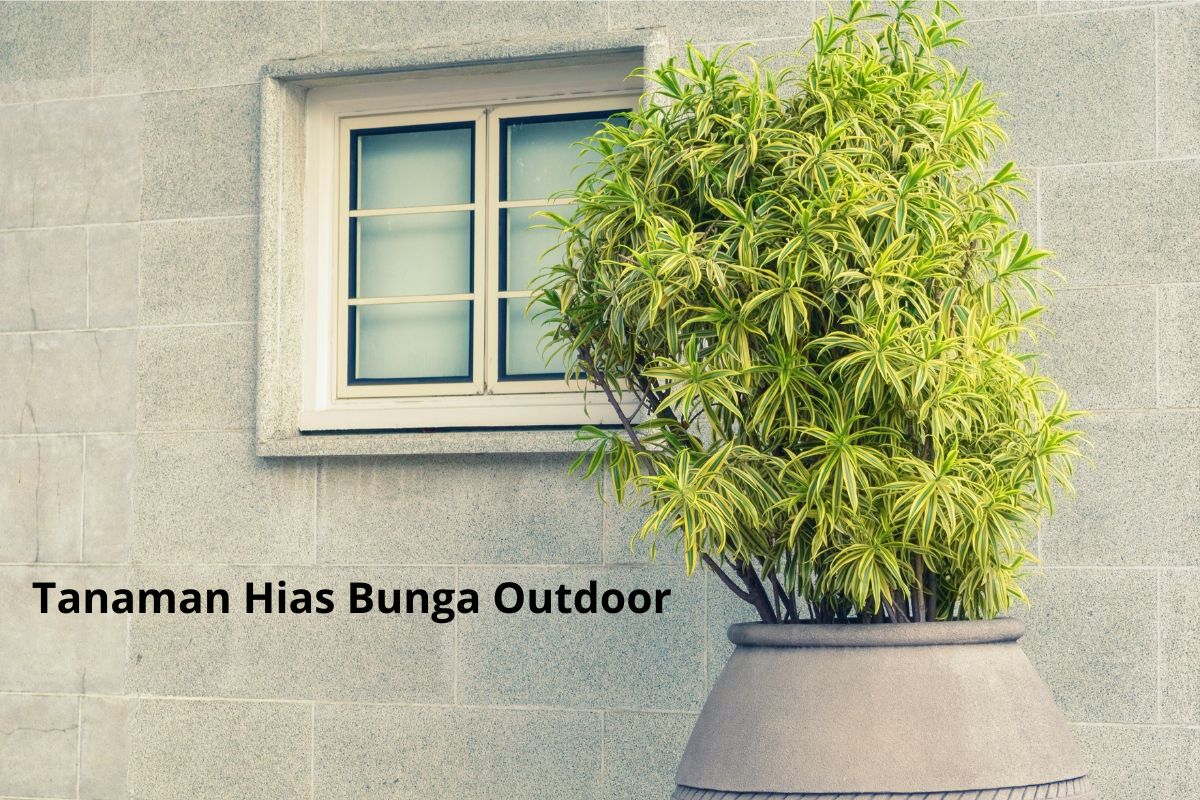 Rekomendasi Tanaman Hias Outdoor yang Cantik, Harum, dan Mudah Dirawat