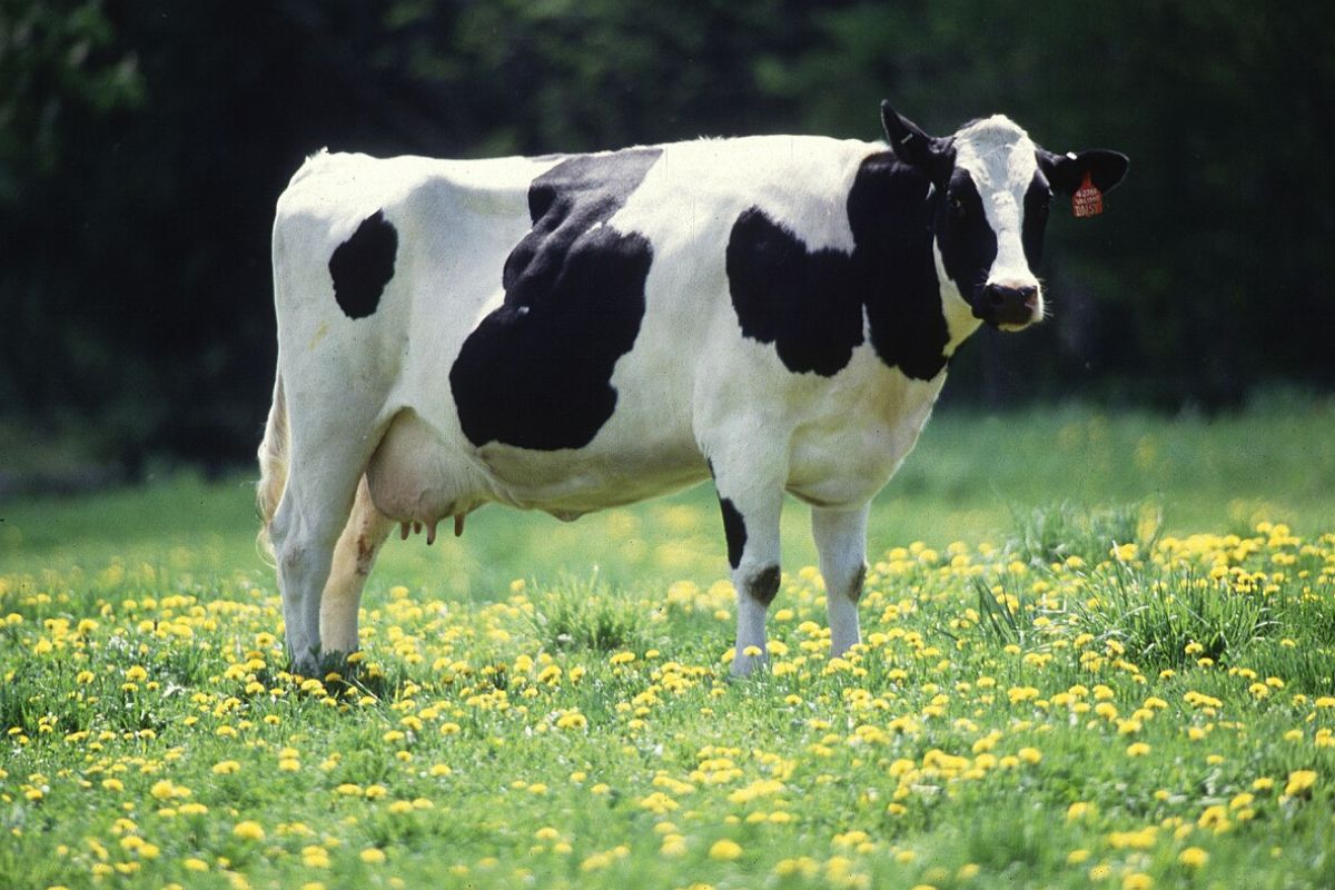 Papua Selatan Suplai 200 Sapi ke Papua Tengah, Pastikan Stok Protein Hewani Aman