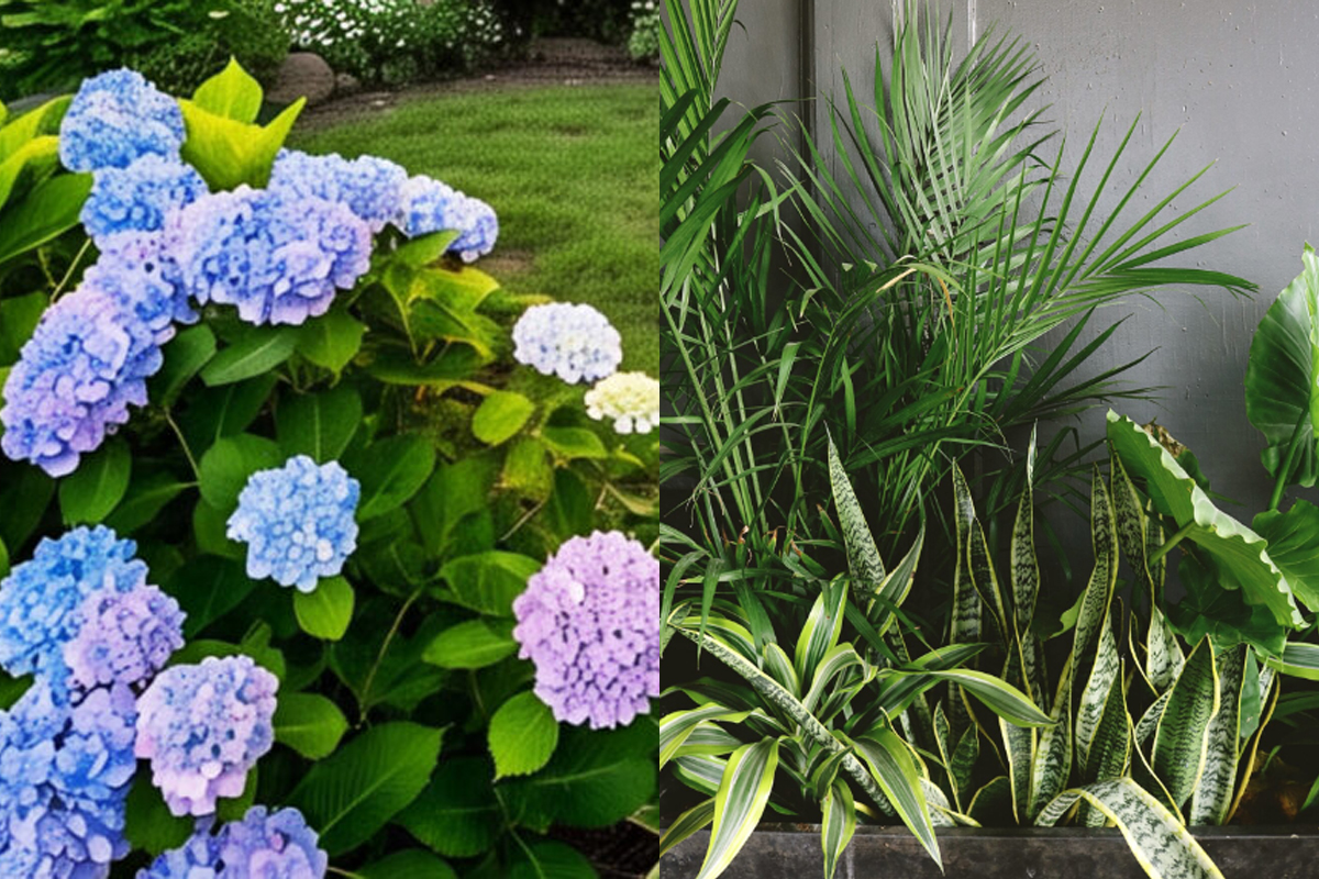 6 Tanaman Hias Daun Lebar yang Bikin Rumah Terasa Sejuk dan Stylish