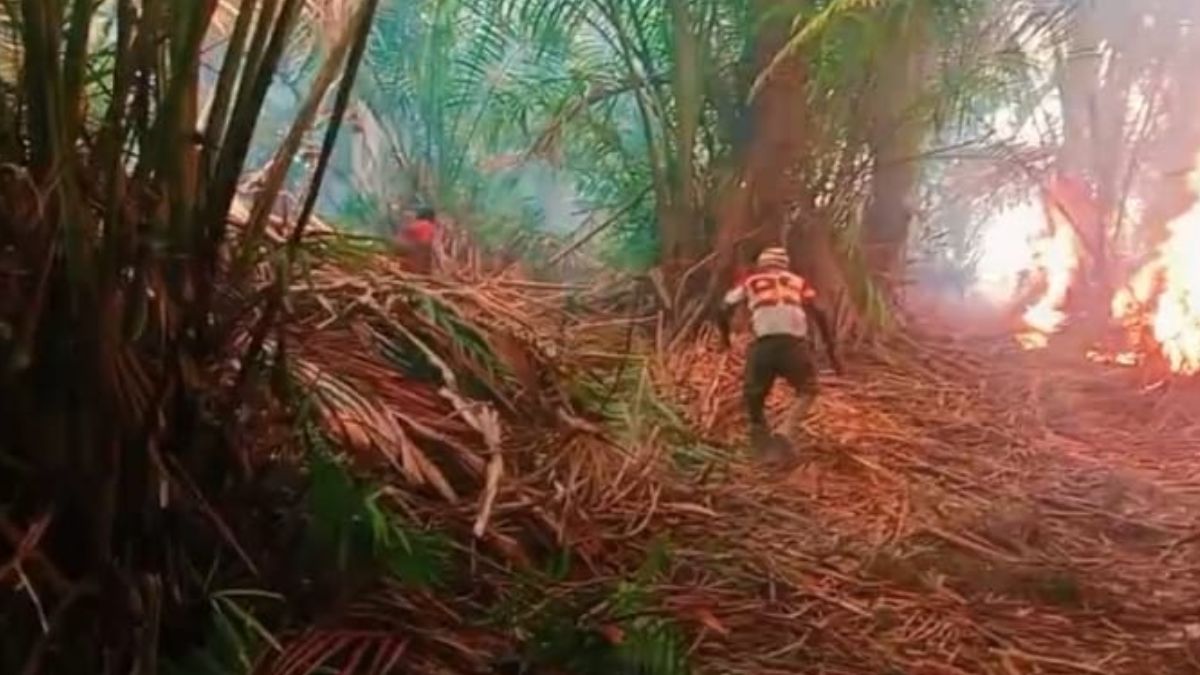 Ancam Sumber Pangan, Kebakaran Ladang Sagu di Merauke Dihadapi Gotong Royong Warga Adat