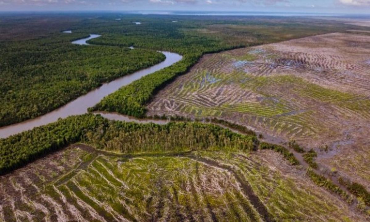 Dibalik Regulasi HGU: Ancaman Eksploitasi Alam dan Hilangnya Ruang Hidup di Papua Selatan