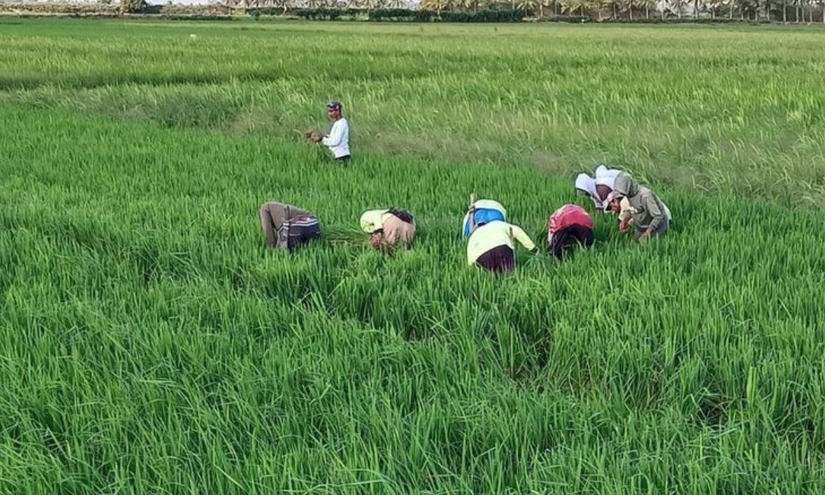 Menjaga Tradisi Gotong Royong Petani Merauke: Kunci Sukses Bertahan Hidup di Tanah Rantau Papua Selatan