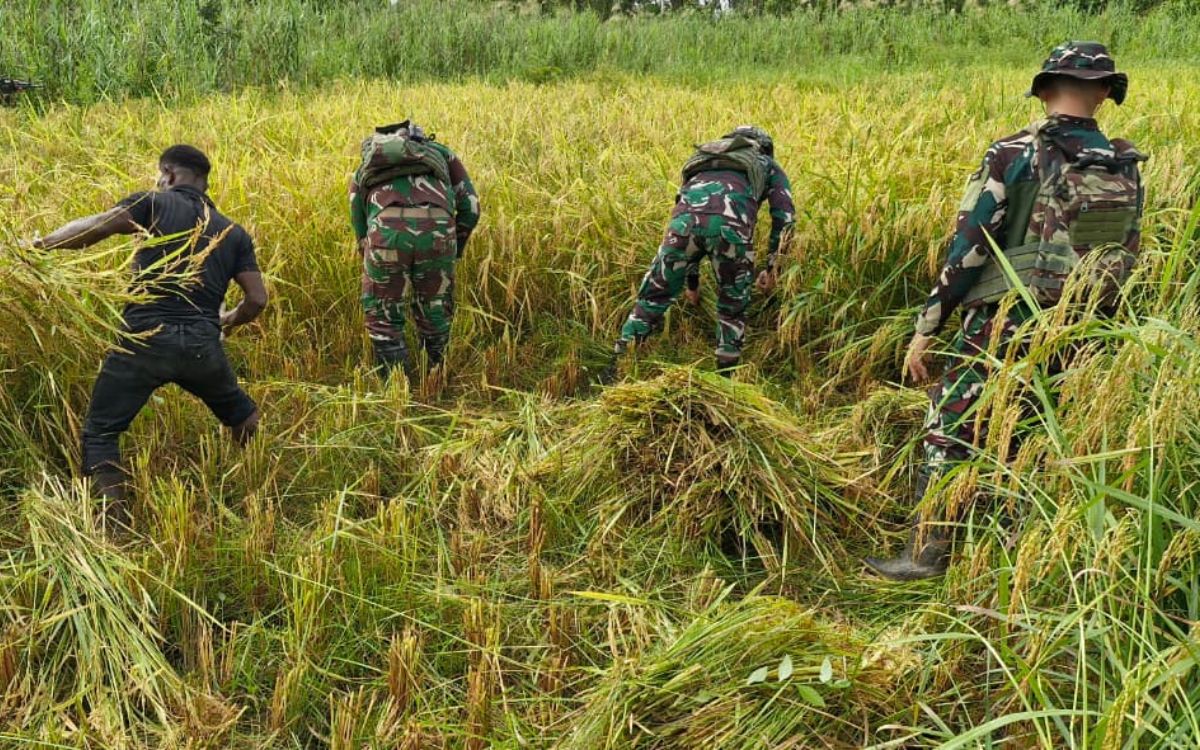 Momen Humanis di Asmat: Satgas Yonif 123/Rajawali Bahu-membahu Panen Padi Milik Mama Yaven