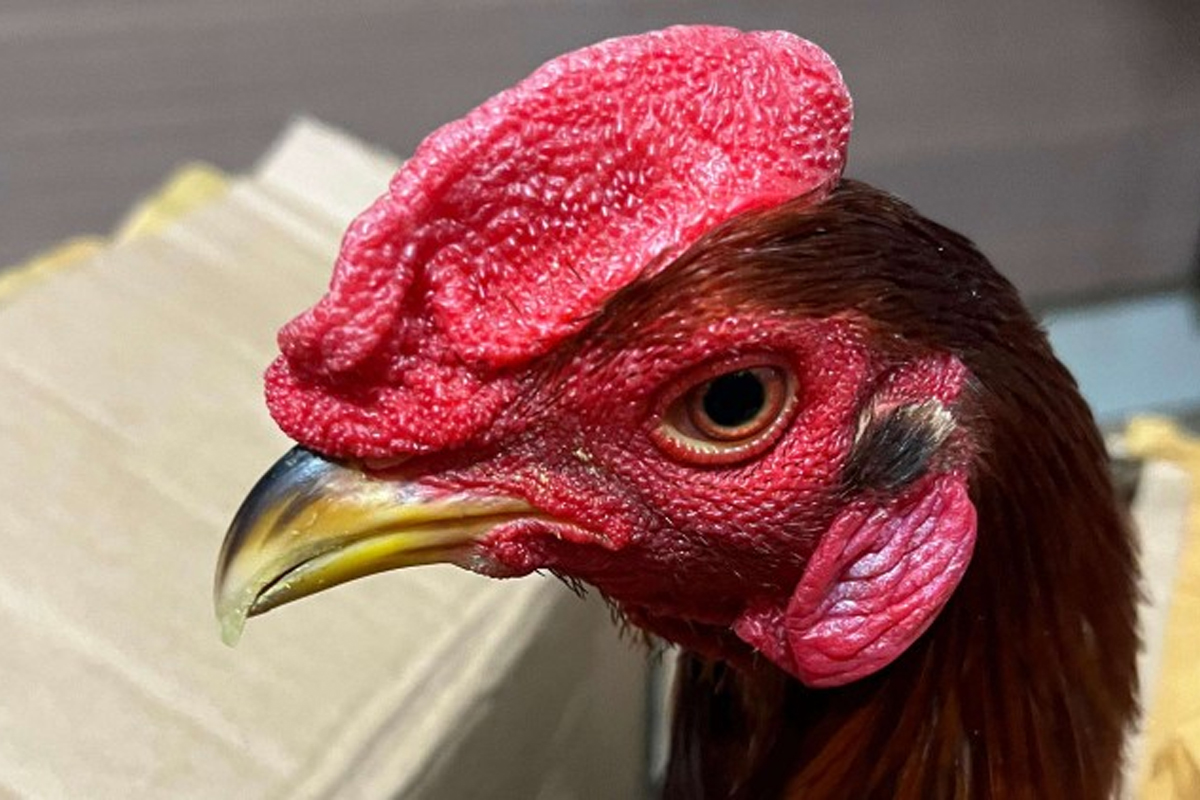 4 Ekor Ayam Ditolak Masuk Papua Selatan: Ini Alasan Tegas Balai Karantina