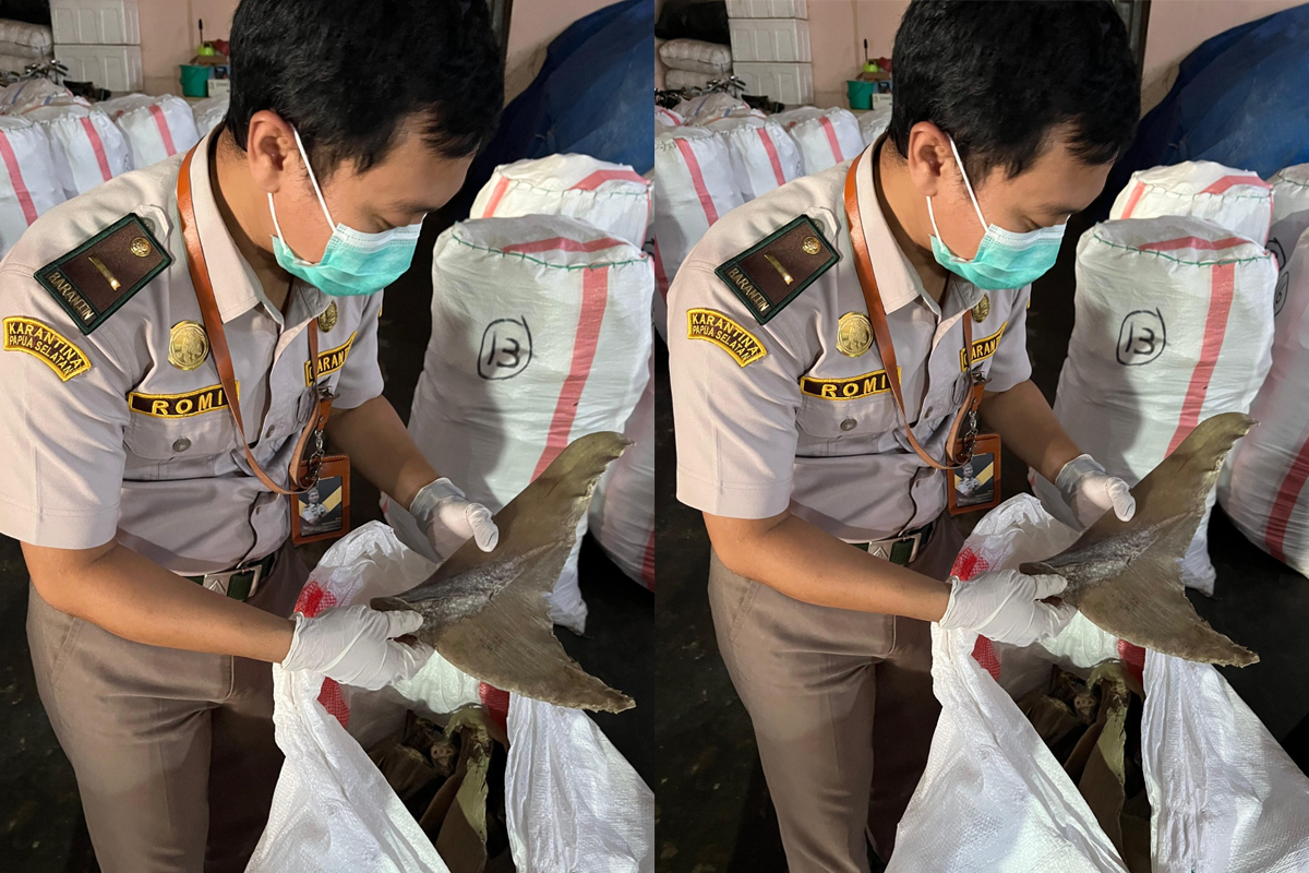 5 Ton Sirip dan Daging Pari Papua Selatan Lolos Karantina untuk Dikirim ke Surabaya