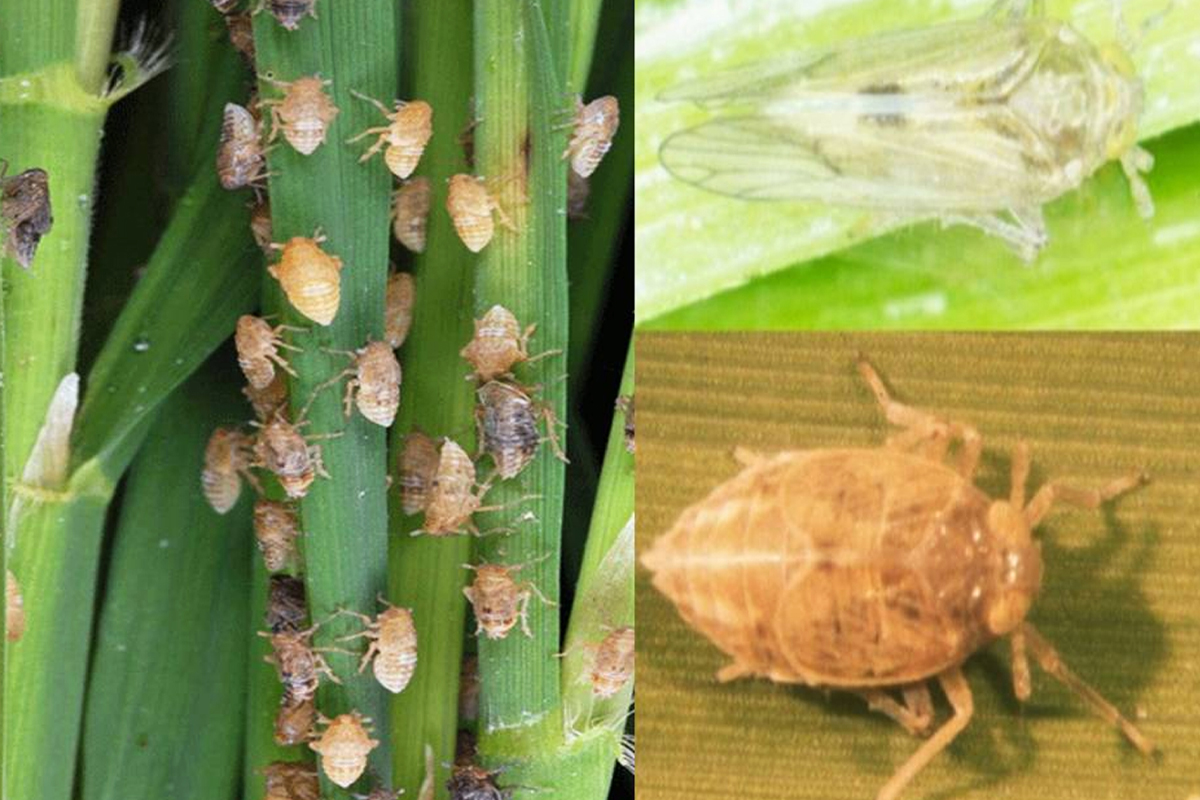 Produksi Gabah Anjlok, Hama Tungru Jadi Ancaman Serius di Merauke