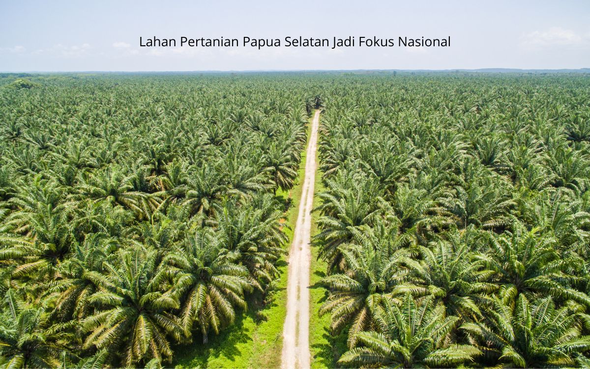 Presiden Prabowo Targetkan Satu Juta Hektare Lahan Pertanian Papua Selatan untuk Lumbung Pangan Dunia