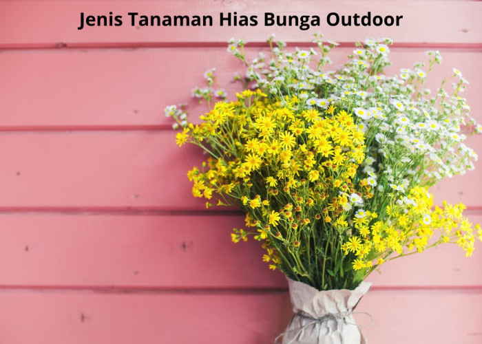 Jenis-jenis Tanaman Hias Bunga Outdoor, Bikin Halaman Rumah Lebih Hidup