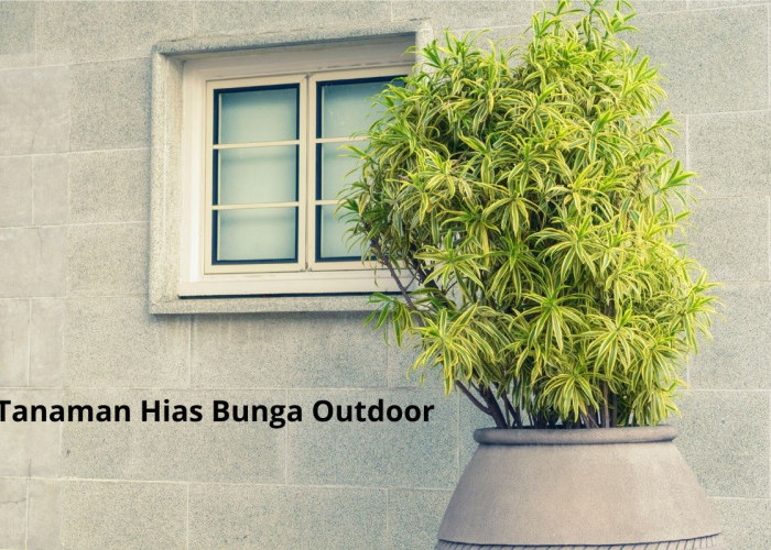 Rekomendasi Tanaman Hias Outdoor yang Cantik, Harum, dan Mudah Dirawat