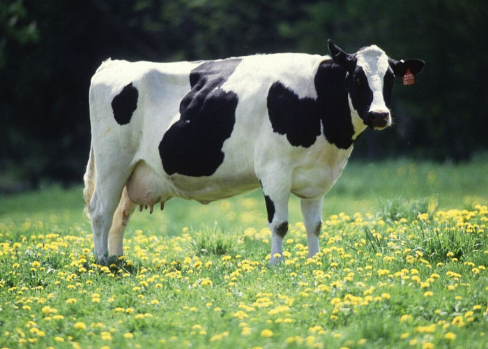 Papua Selatan Suplai 200 Sapi ke Papua Tengah, Pastikan Stok Protein Hewani Aman