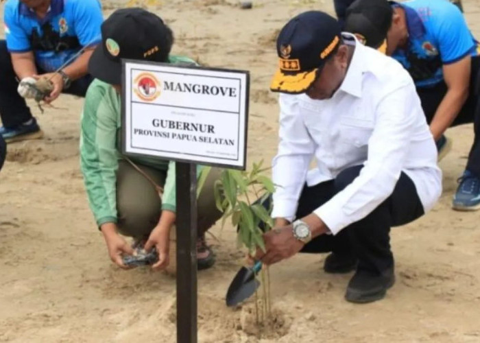Jaga Ekosistem Merauke, Pemprov Papua Selatan Ajak Warga Lestarikan Mangrove Pantai Payum