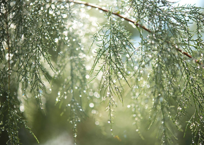 BMKG Merauke Peringatkan Cuaca Ekstrem di Papua Selatan, Ini Wilayah yang Harus Waspada