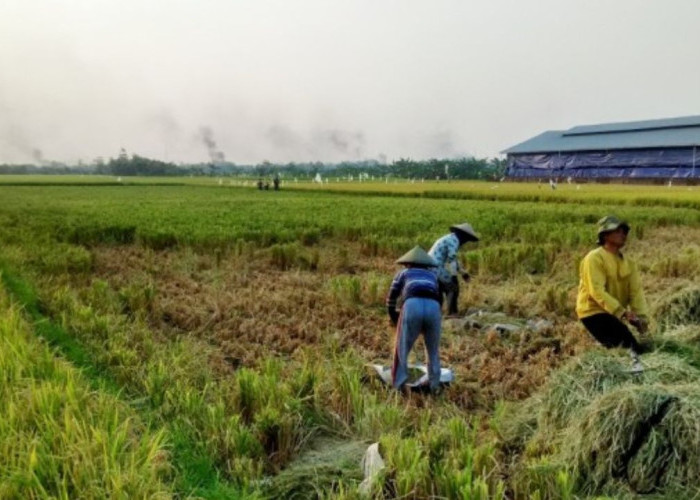 Kemhan Gandeng Kapal Swasta Pacu Logistik Proyek Ketahanan Pangan Nasional