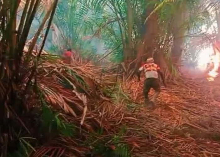 Ancam Sumber Pangan, Kebakaran Ladang Sagu di Merauke Dihadapi Gotong Royong Warga Adat