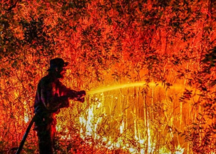 Kebakaran Hutan Meluas di Kalimantan dan Papua, Pemerintah Didesak Evaluasi Tata Kelola Lingkungan