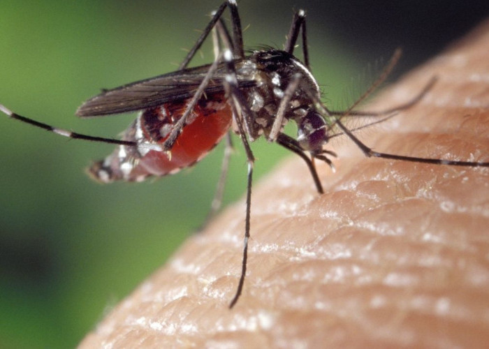 Kasus Malaria Papua Selatan Tembus 40 Ribu: Boven Digoel Catat Angka Tertinggi