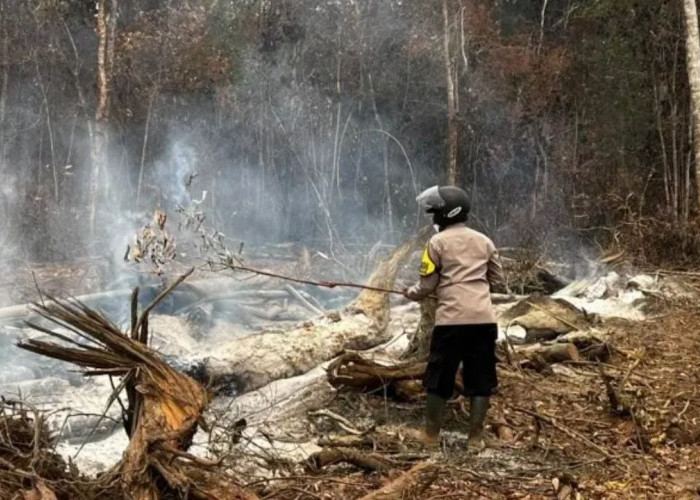 El Nino Bertahan Hingga 2027, BMKG Peringatkan Risiko Karhutla dan Air Bersih
