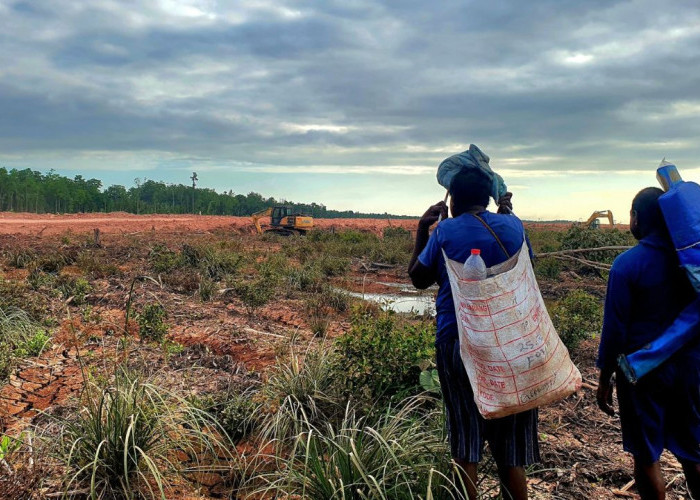 Menyibak Ketimpangan Komitmen Bebas Deforestasi dan Realita Proyek PSN di Papua Selatan