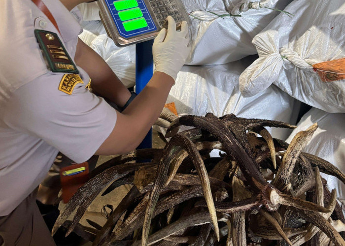 Tanduk Rusa Timor Diperiksa Barantin Papua Selatan, Siap Dikirim Bernilai Ratusan Juta