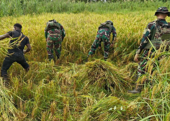 Momen Humanis di Asmat: Satgas Yonif 123/Rajawali Bahu-membahu Panen Padi Milik Mama Yaven