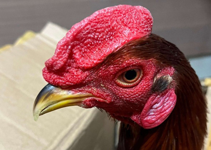 4 Ekor Ayam Ditolak Masuk Papua Selatan: Ini Alasan Tegas Balai Karantina