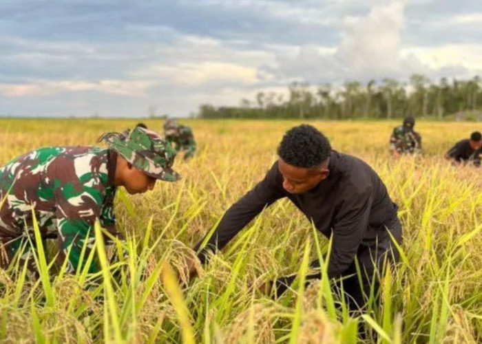 Dorong Modernisasi Lahan 102 Ribu Hektare di Papua Selatan, Bulog Targetkan Integrasi Hulu-Hilir
