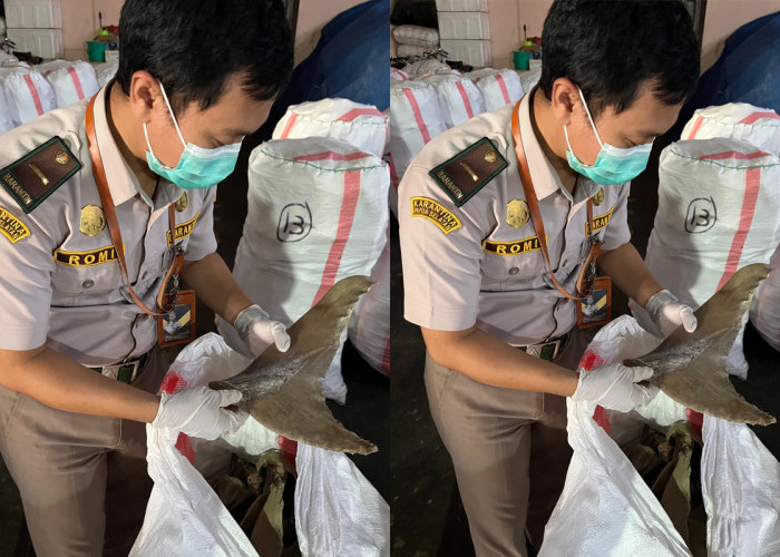 5 Ton Sirip dan Daging Pari Papua Selatan Lolos Karantina untuk Dikirim ke Surabaya