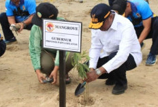 Jaga Ekosistem Merauke, Pemprov Papua Selatan Ajak Warga Lestarikan Mangrove Pantai Payum
