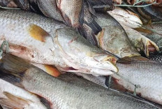 Gerakan 'Maju Kecil': Strategi John Gluba Gebze Perkuat Ekonomi Kampung di Papua Selatan