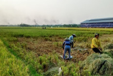 Kemhan Gandeng Kapal Swasta Pacu Logistik Proyek Ketahanan Pangan Nasional