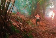 Ancam Sumber Pangan, Kebakaran Ladang Sagu di Merauke Dihadapi Gotong Royong Warga Adat
