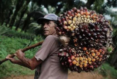 Dilema Pungutan Ekspor CPO: Nasib Petani Sawit Papua Selatan di Tengah Beban Pajak 12,5%