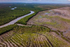 Dibalik Regulasi HGU: Ancaman Eksploitasi Alam dan Hilangnya Ruang Hidup di Papua Selatan