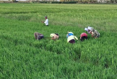 Menjaga Tradisi Gotong Royong Petani Merauke: Kunci Sukses Bertahan Hidup di Tanah Rantau Papua Selatan