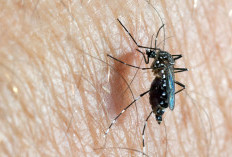 Kasus DBD Papua Selatan Naik Turun, Cuaca Jadi Faktor Utama!