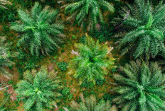 Perkebunan Kelapa Sawit Papua Selatan dalam Rencana Perluasan Sawit Nasional