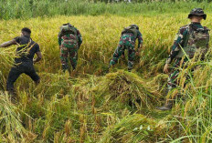 Momen Humanis di Asmat: Satgas Yonif 123/Rajawali Bahu-membahu Panen Padi Milik Mama Yaven