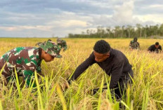 Dorong Modernisasi Lahan 102 Ribu Hektare di Papua Selatan, Bulog Targetkan Integrasi Hulu-Hilir