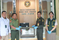 Penyelundupan Burung Nuri Kepala Hitam Digagalkan di Pelabuhan Merauke, Karantina Papua Selatan Bertindak Tega