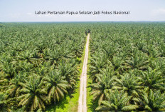 Presiden Prabowo Targetkan Satu Juta Hektare Lahan Pertanian Papua Selatan untuk Lumbung Pangan Dunia